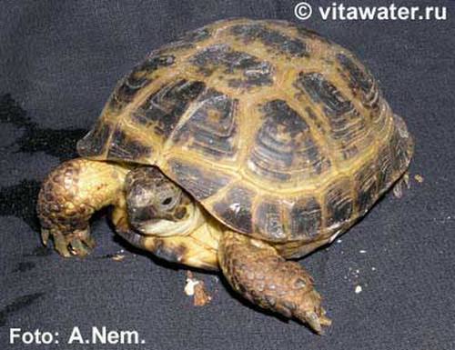Террариум для черепахи сухопутной