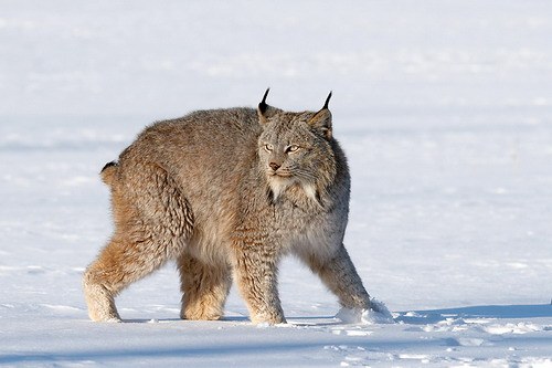   (. Lynx lynx)      . ,  ,      